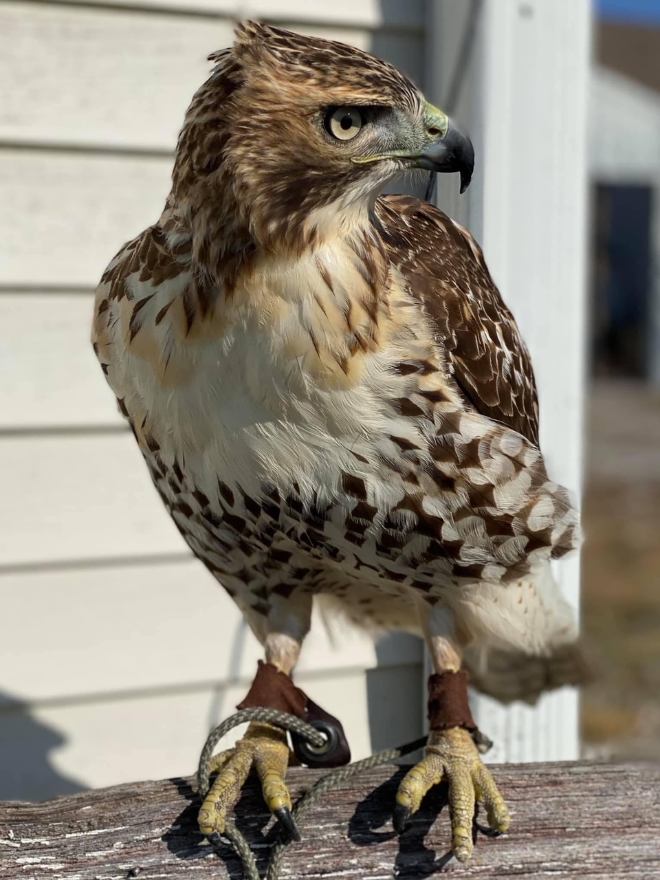 Then juvenile red tailed hawk Caprica in late fall 2020, one month into training.