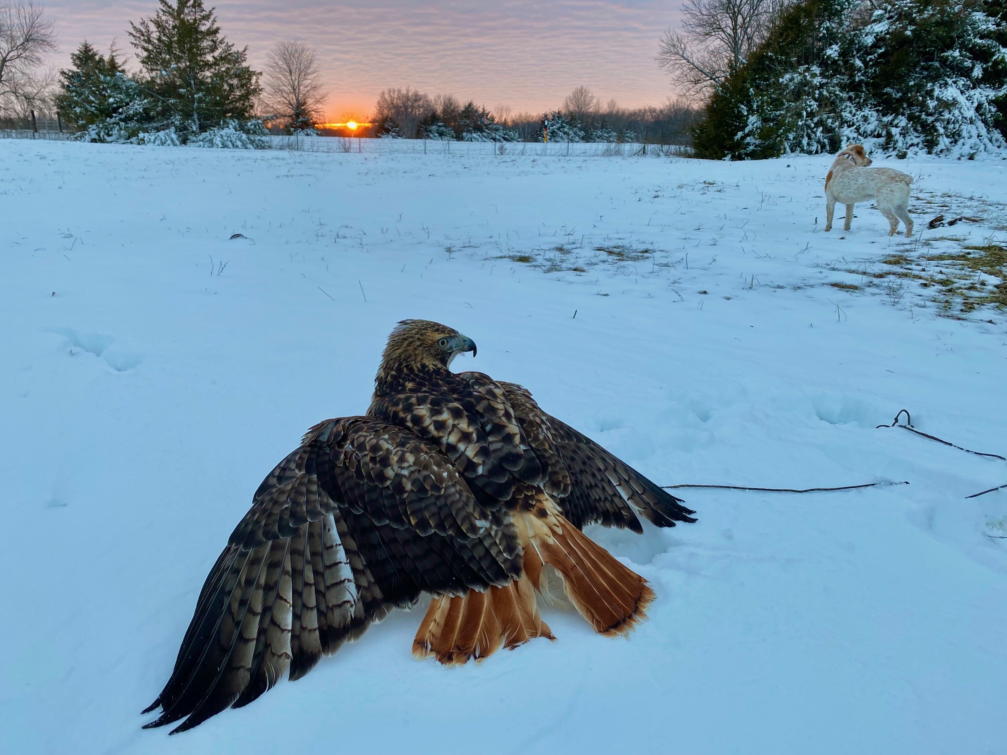 Caprica, red tailed hawk, in full adult plumage. Chasing the lure at sundown after an unsuccessful rabbit hunt. Winter 2022.