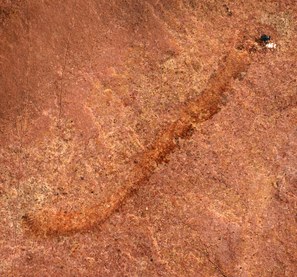Image of 500-million-year-old "worm-like" fossil called palaeoscolecid. 